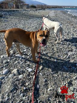 Ράτσα: Αμερικάνικο Σταφορντσάιρ τεριέ - American Staffordshire Terrier | Ηλικία: 1 έτους | Φύλο: Αρσενικό | Αρ. Microchip: 990000011911237 | Περιοχή: Κασσάνδρα, Μακεδονία